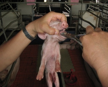 Hướng dẫn kỹ thuật nuôi lợn nái sau khi sinh và lợn con theo mẹ