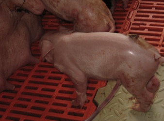 Hướng dẫn kỹ thuật nuôi lợn nái sinh con