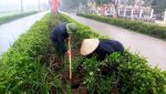 Hội cha mẹ học sinh trường Tiểu học Tân Kỳ hưởng ứng tết trồng cây